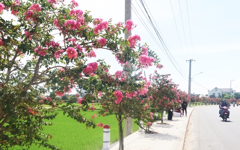 Đẹp nao lòng sắc hoa tường vi bên đồng lúa xanh ở Đà Nẵng