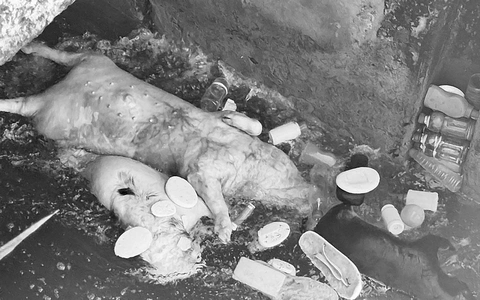 Xác heo chết vứt trôi trên kênh Phú Ninh giữa lúc Đà Nẵng có dịch tả heo châu Phi
