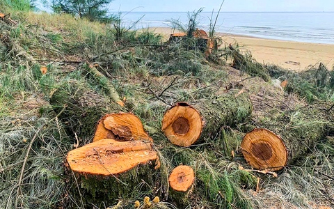 Chủ tịch tỉnh Hà Tĩnh chỉ đạo 'nóng' sau vụ người dân chặt cây phi lao trong rừng phòng hộ