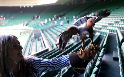 Wimbledon gặp khủng hoảng bất ngờ vì... một chú chim