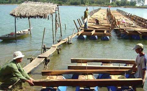Nhịp cầu mùa Xuân !