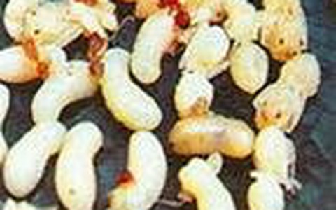 Trứng kiến - mùi phô mai thảo dã