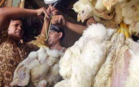 Indonesia: lợn mang virus cúm gia cầm