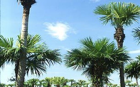 Cơm nắm lá cọ