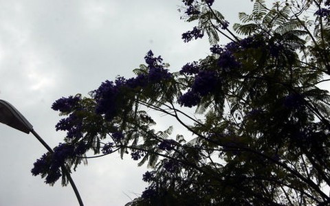 Phượng tím