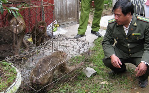Người dân chuyển giao 10 con khỉ có tên trong sách đỏ