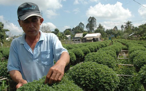 Khó khăn vây người trồng hoa tết