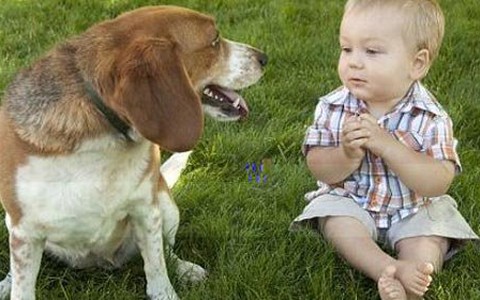 Xin đừng đày đọa "người bạn trung thành"