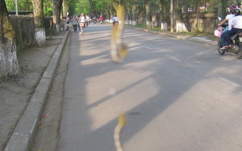 Sâu đo tấn công thành phố Huế