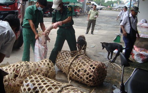 Tiêu hủy hơn 100 con heo sữa không rõ nguồn gốc