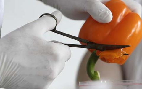 Vẫn chưa xác định được nguồn gốc dịch E.coli