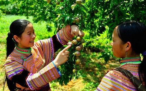 Lên Bắc Hà mùa hái mận tam hoa