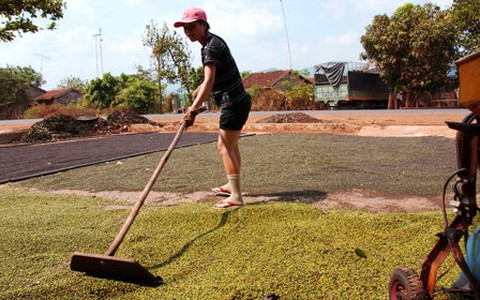 Tiêu xuất khẩu: nửa năm nay bằng cả năm ngoái