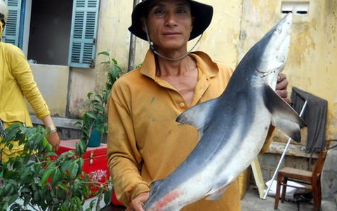 Lại câu được cá mập trắng ở Quy Nhơn