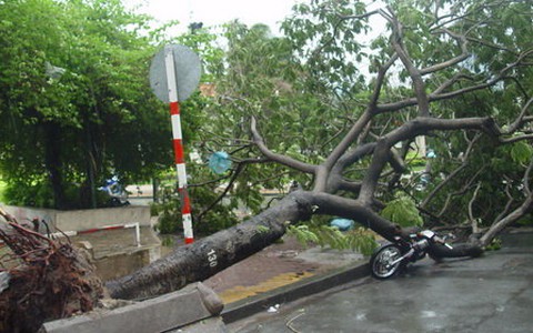 TP.HCM: Mưa lớn, cây trốc gốc hàng loạt