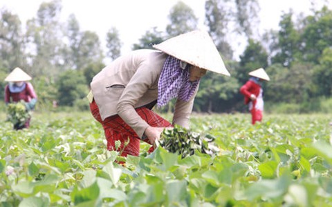 Tội nghiệp nông dân