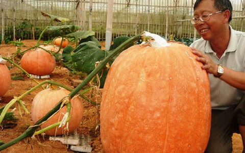 Quả bí ngô nặng 80kg