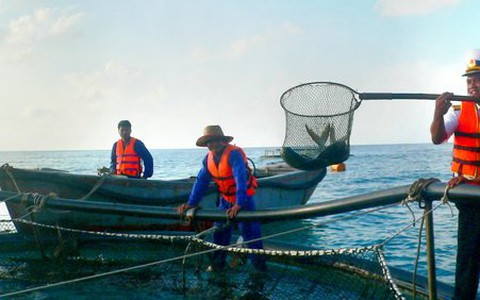 Câu cá ở Trường Sa