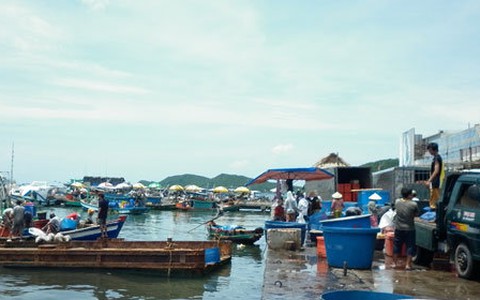 Ô nhiễm cảng cá vượt báo động