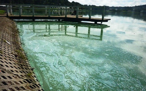 Đà Lạt: hồ Xuân Hương "lâm bệnh" nặng