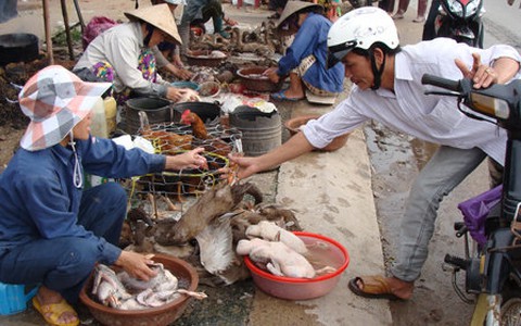 Thờ ơ với cúm gia cầm