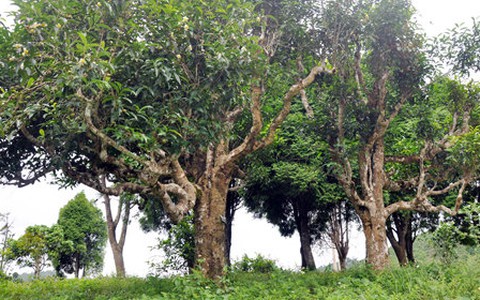 Con đường trà Việt - Kỳ 3: Mơ về một "thánh địa" chè Việt