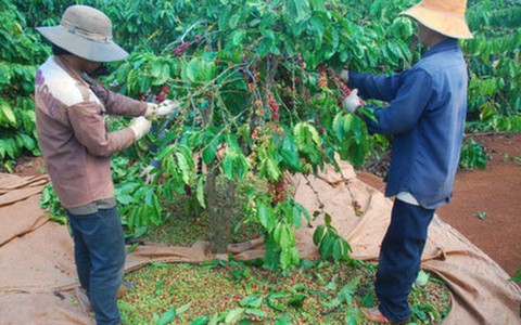 Khó kiểm soát việc hái cà phê xanh, non