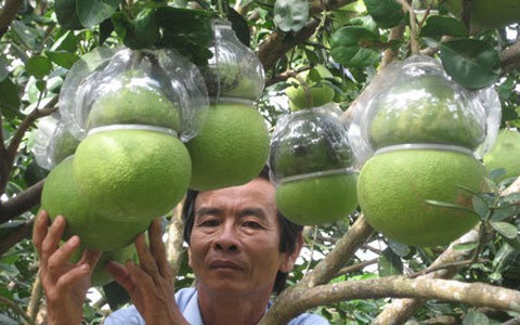 4.000 cặp bưởi hồ lô phục vụ tết