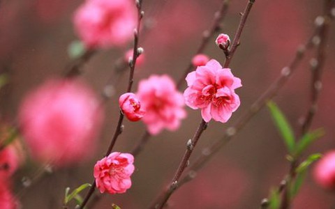 Audio Nhịp sống trẻ: Háo hức chờ xuân