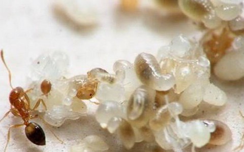Béo - bùi - dẻo xôi trứng kiến