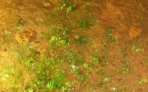 Phát hiện thêm động thực vật mới ở Phong Nha
