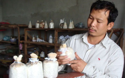 Phong "nấm"