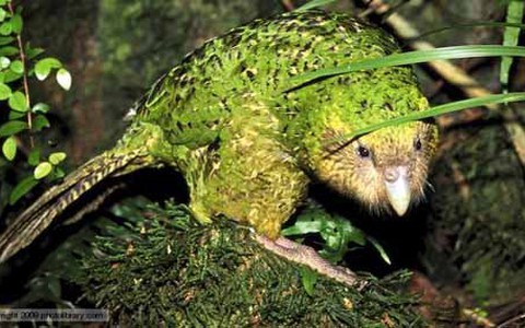 Vẹt Kakapo - loài vật lãnh cảm nhất thế giới