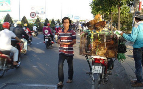 Mặc H5N1, gia cầm vẫn bán đầy đường