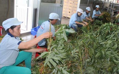 Lá khoai mì, lá dứa... sang EU
