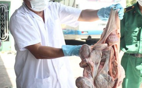 Bắt xe khách chở hơn 3 tấn nội tạng hôi thối