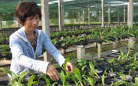 "Mẹ" của mầm lan Việt