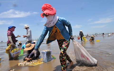 Đời cào nghêu