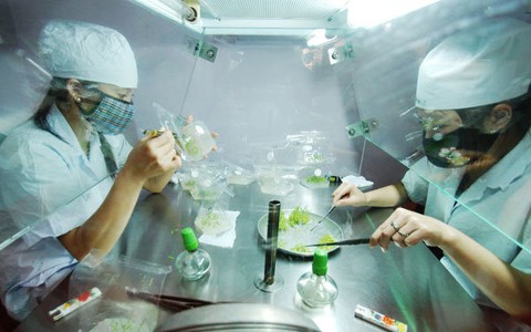 Thiếu kỹ thuật viên nghề ươm giống
