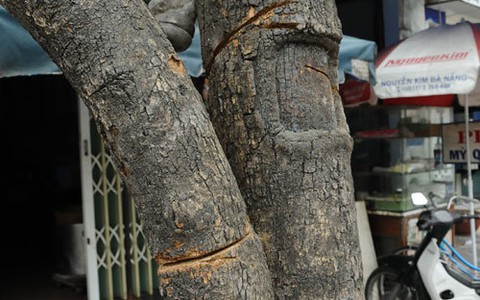 Trộm sưa bất thành