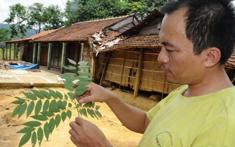 Sống lại những mầm sưa quý