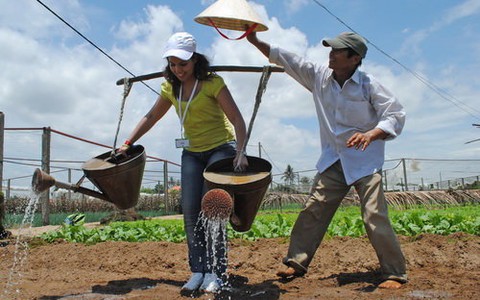 Về Trà Quế trồng rau