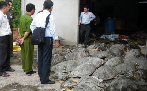 Bắt quả tang giết mổ rùa biển