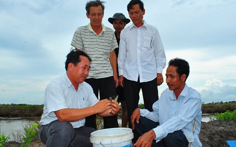 Suy kiệt vì tôm chết