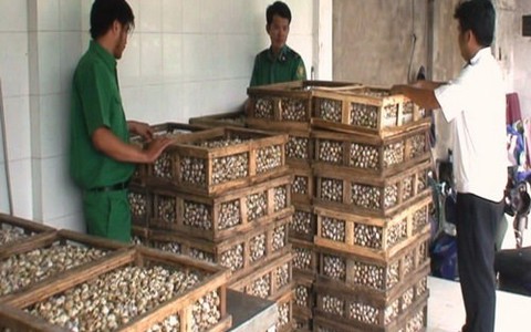 Bắt giữ xe tải chở 97.500 trứng cút "lậu"