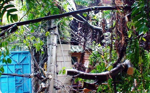 Cây si đổ, sập một góc nhà hàng