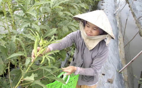 Dân tái sản xuất tại dự án "treo"