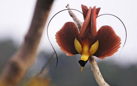 Thế giới loài chim thiên đường
