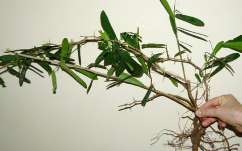 Khánh Hòa sốt giá cây xáo tam phân