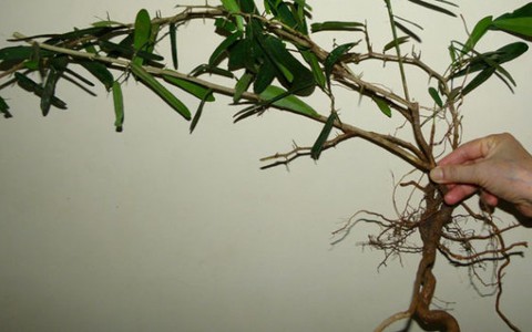 Truy quét đối tượng khai thác "cây thần dược"